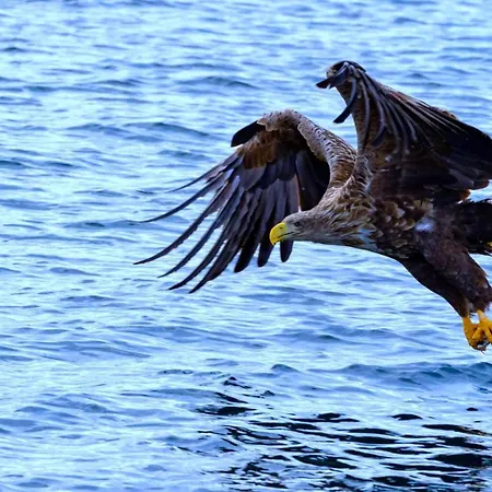 Dom wakacyjny Flakstad Panorama Lofoten Ramberg